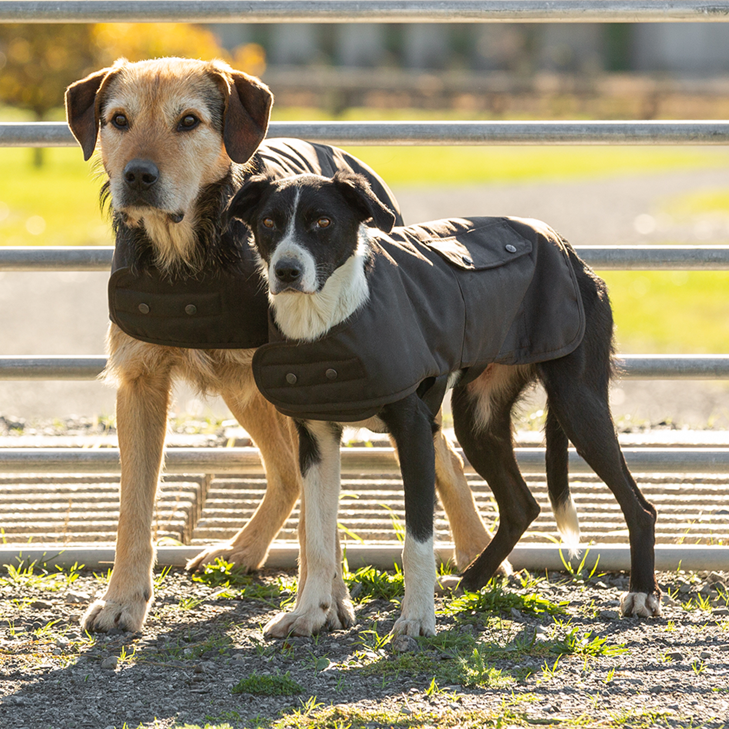 Oilskin Brown Lined Dog Coat